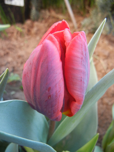 Tulipa Bastogne Parrot (2012, April 22)