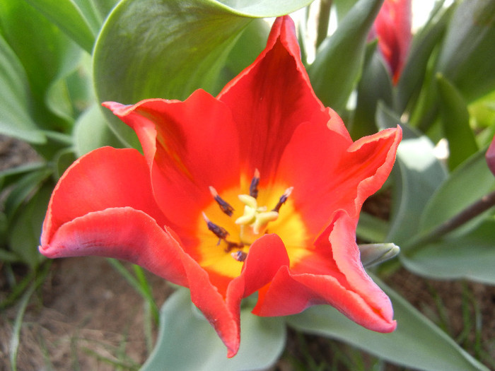 Tulipa Bastogne Parrot (2012, April 25)