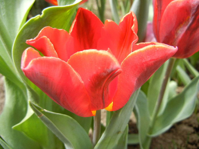 Tulipa Bastogne Parrot (2012, April 26)