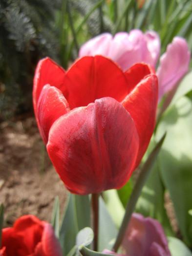 Tulipa Bastogne Parrot (2012, April 26)