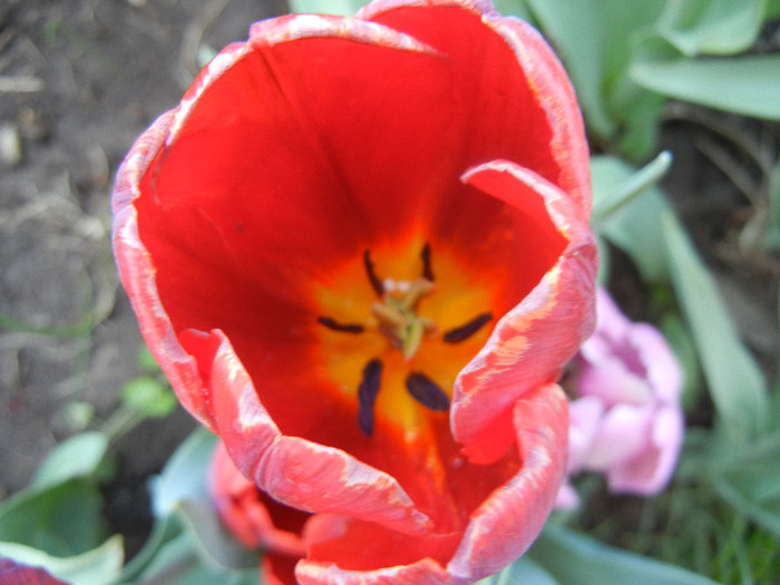 Tulipa Bastogne Parrot (2012, April 27)