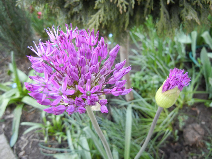 Allium Purple Sensation (2012, April 27)