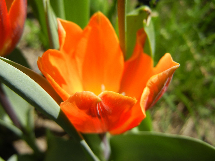 Tulipa Princess Irene (2012, April 25)