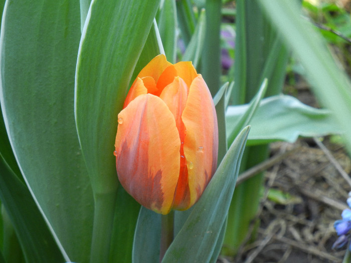 Tulipa Princess Irene (2012, April 27)