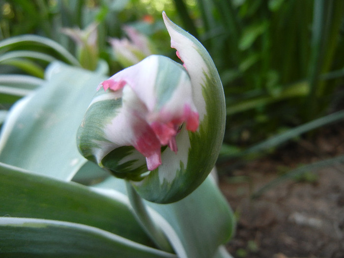Tulipa Esperanto (2012, April 27)