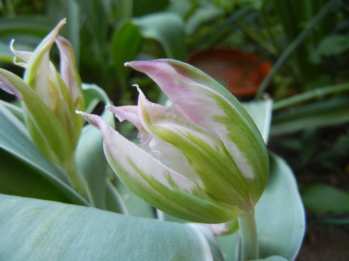 Tulipa Esperanto (2012, April 27)