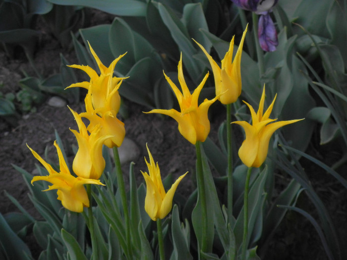 Tulipa Cistula (2012, April 26)