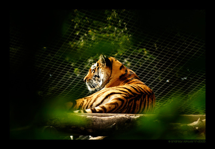 Tiger_by_fade_out