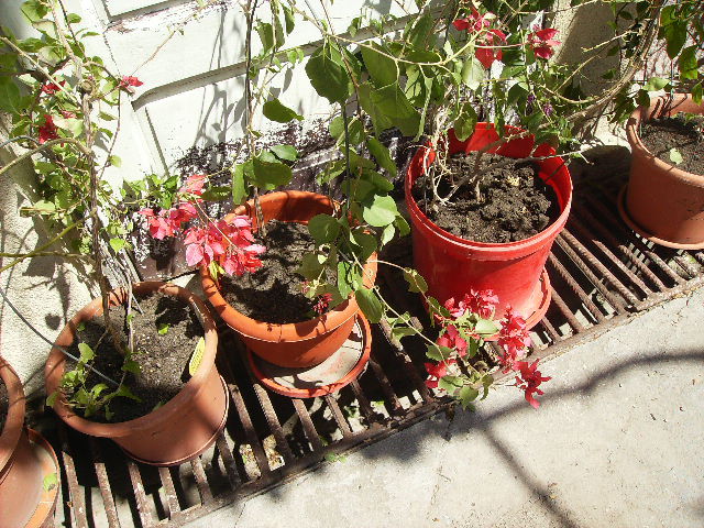 bougainvilea rosie dubla - flori la sfarsit de aprilie 2012
