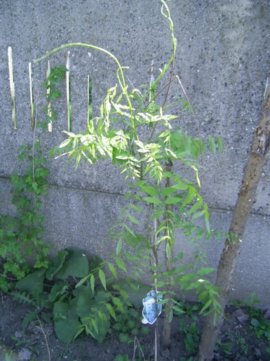28-29.04.2012 (21) - wisteria