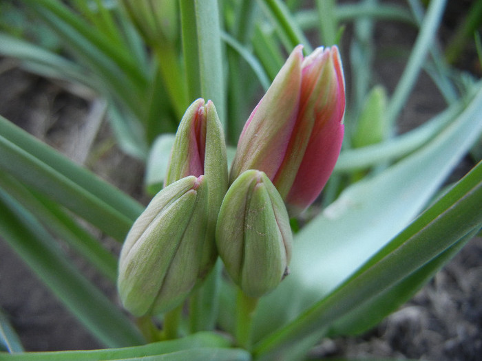 Tulipa Little Beauty (2012, April 28)