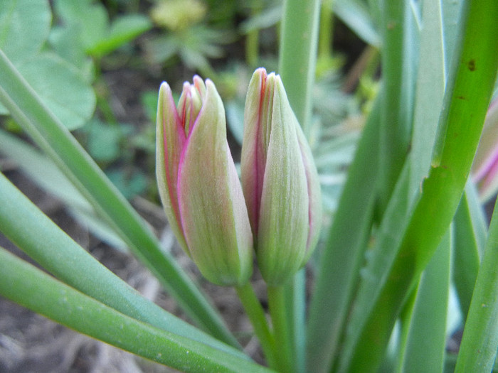 Tulipa Little Beauty (2012, April 28) - Tulipa Little Beauty