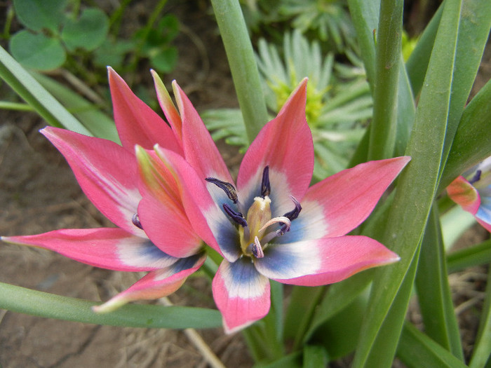 Tulipa Little Beauty (2012, April 28)
