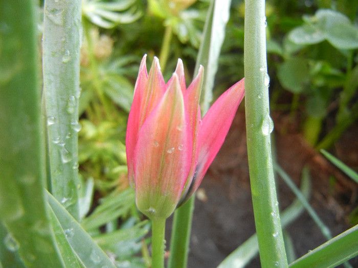 Tulipa Little Beauty (2012, April 29)