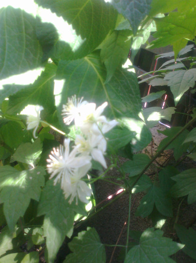 Fotografie0543 - clematis vitalba trichotoma