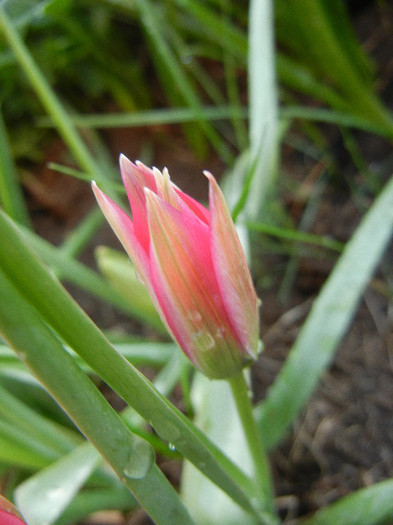 Tulipa Little Beauty (2012, April 29)