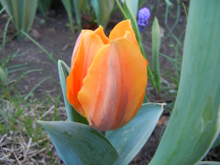 Tulipa Princess Irene (2012, April 28)