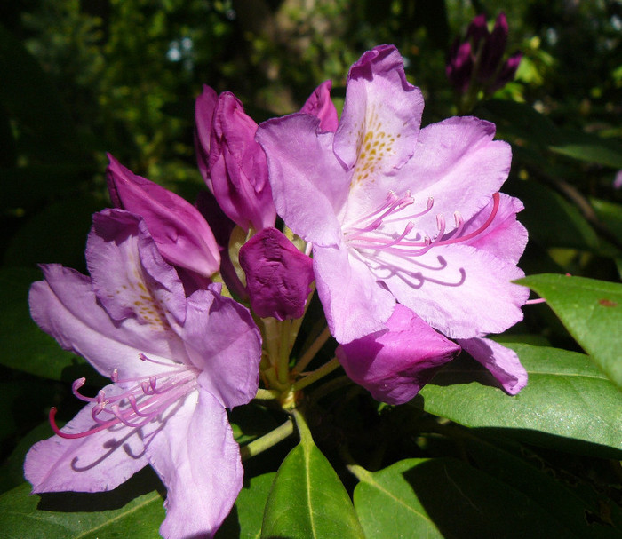 P1520547 - RODODENDRON