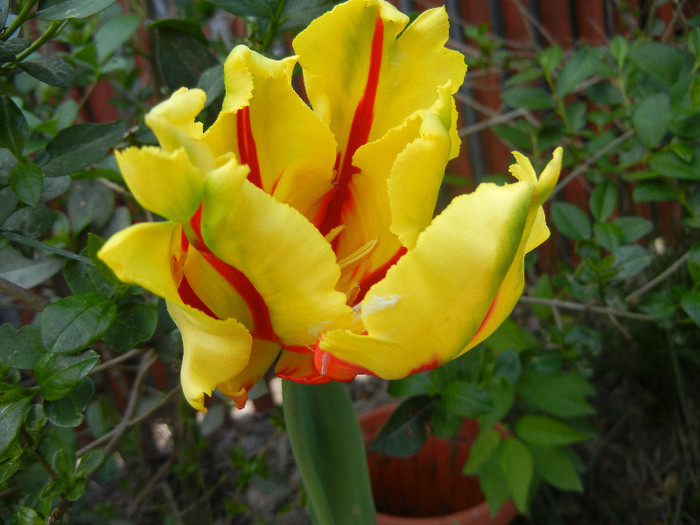 Tulipa Texas Flame (2012, April 28)