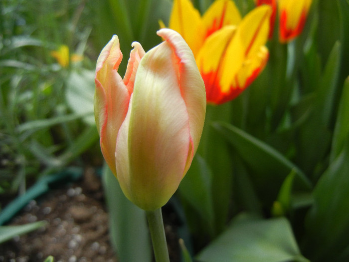 Tulipa Libretto Parrot (2012, April 28)