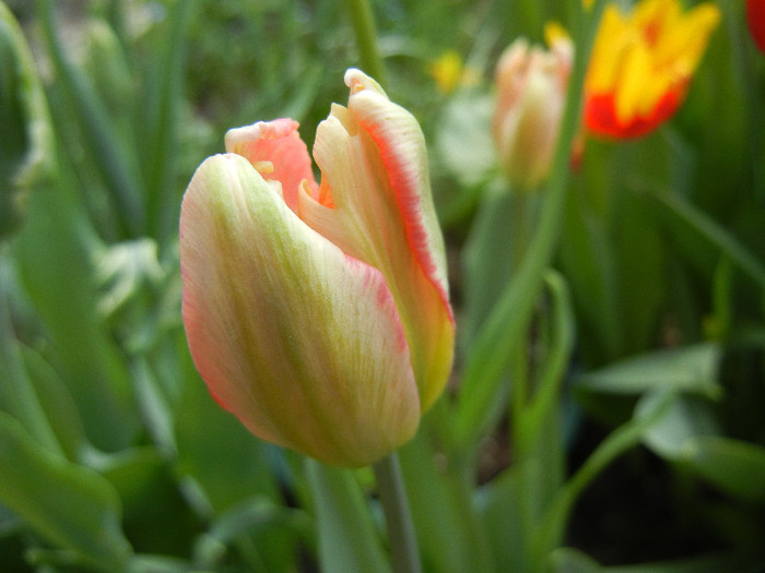 Tulipa Libretto Parrot (2012, April 28)