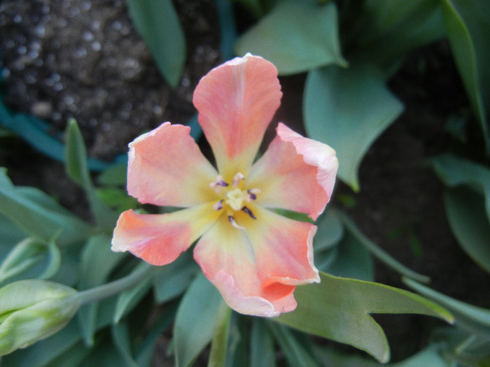 Tulipa Libretto Parrot (2012, April 29)