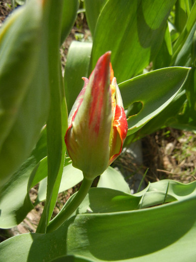 Bright Parrot_TBV tulip (2012, April 19)