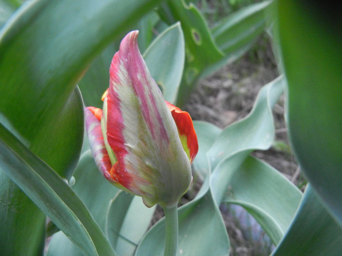 Bright Parrot_TBV tulip (2012, April 20)