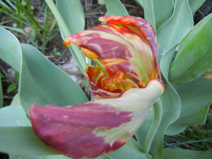 Bright Parrot_TBV tulip (2012, April 27)