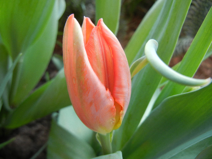 Tulipa Orange Favorite (2012, April 29) - Tulipa Orange Favorite Parrot