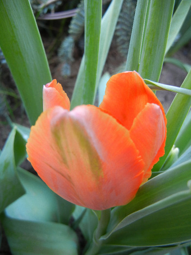 Tulipa Orange Favorite (2012, April 30) - Tulipa Orange Favorite Parrot