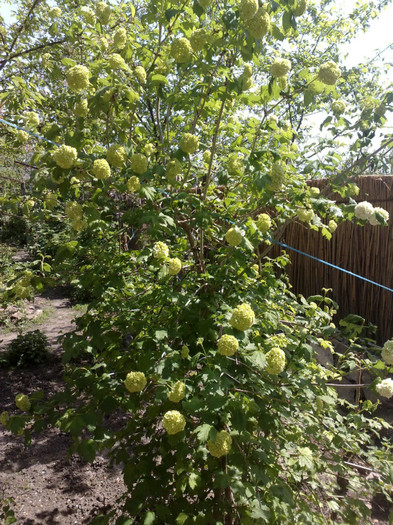 27042012 - Viburnum sau Calin