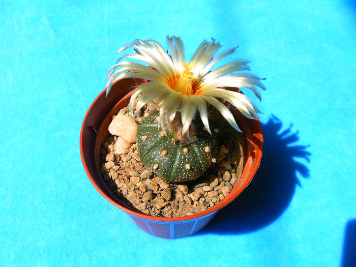 IMAG0014 - Flori cactusi