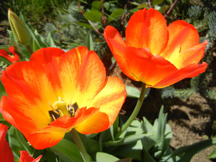 Tulipa Orange Bowl (2012, April 22)