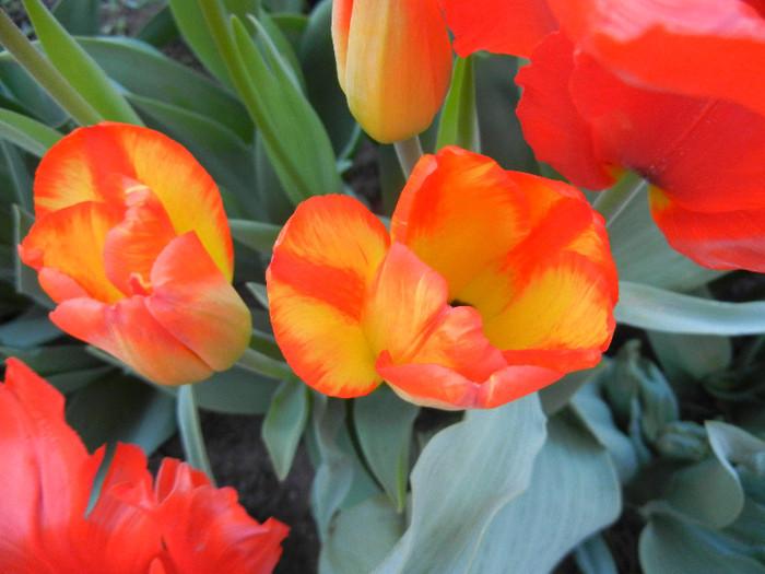 Tulipa Orange Bowl (2012, April 22) - Tulipa Orange Bowl