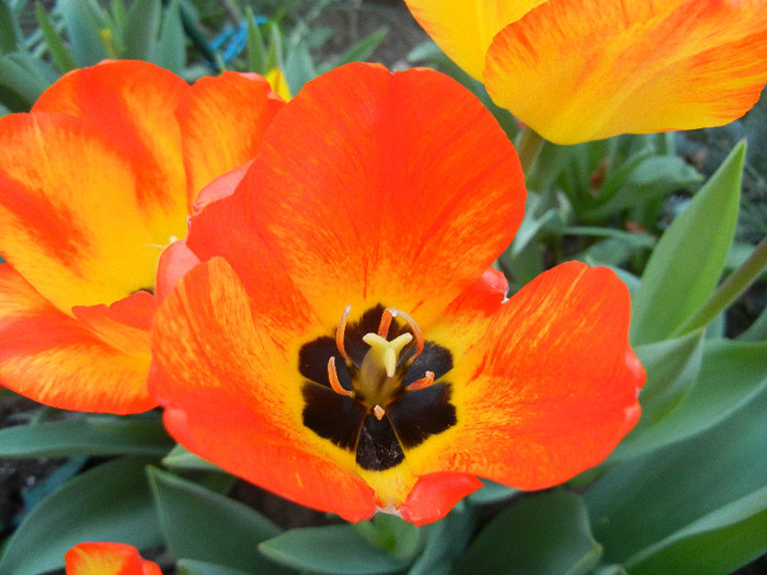 Tulipa Orange Bowl (2012, April 23)