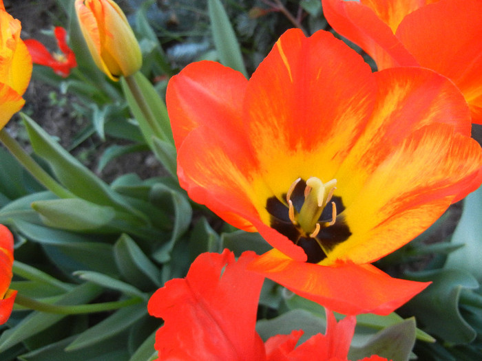 Tulipa Orange Bowl (2012, April 23)
