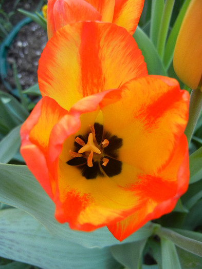 Tulipa Orange Bowl (2012, April 23) - Tulipa Orange Bowl