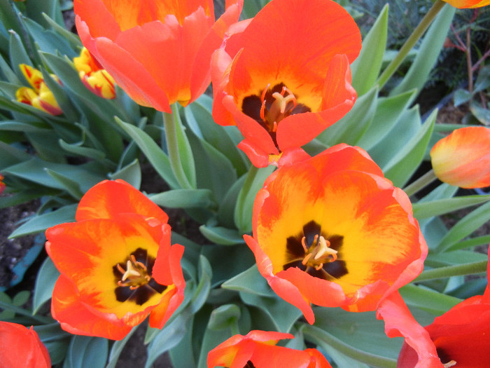 Tulipa Orange Bowl (2012, April 24)