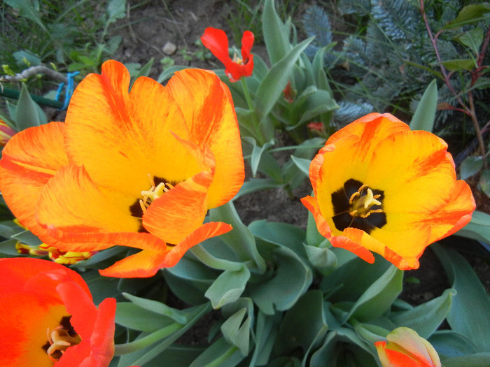Tulipa Orange Bowl (2012, April 24)