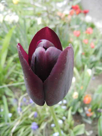 Tulipa Queen of Night (2012, April 26)