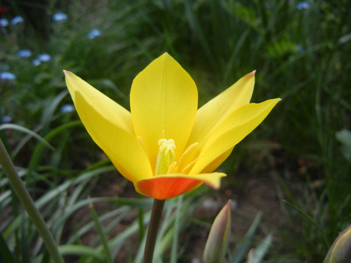 Tulipa clusiana Chrysantha (2012, Apr.28)