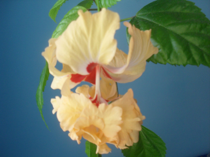 SDC17514 - HIBISCUS 2012