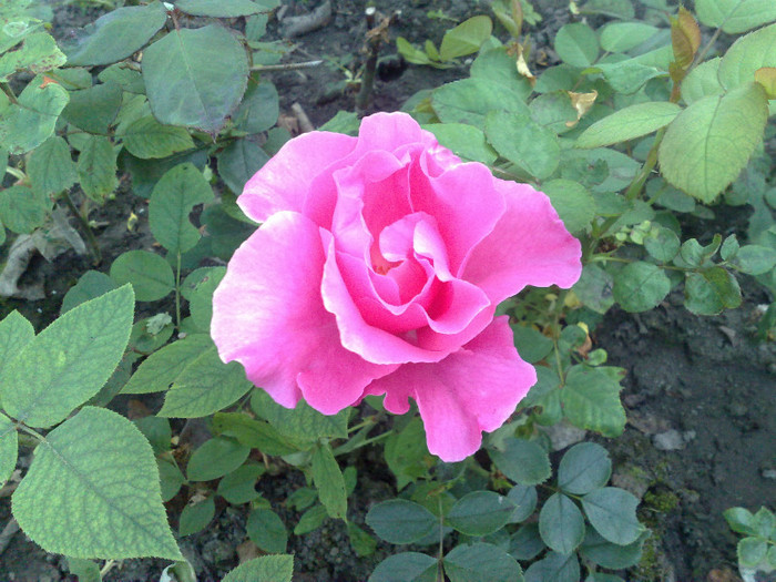 01.05.2012 primul trandafir