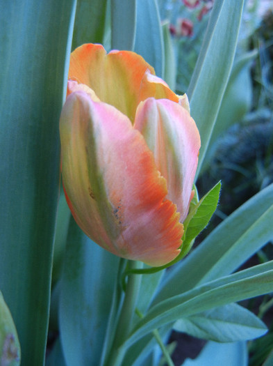 Tulipa Orange Favorite (2012, May 03) - Tulipa Orange Favorite Parrot
