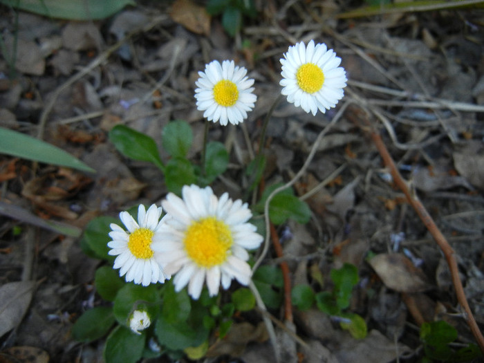 Bellis perennis (2012, April 30)