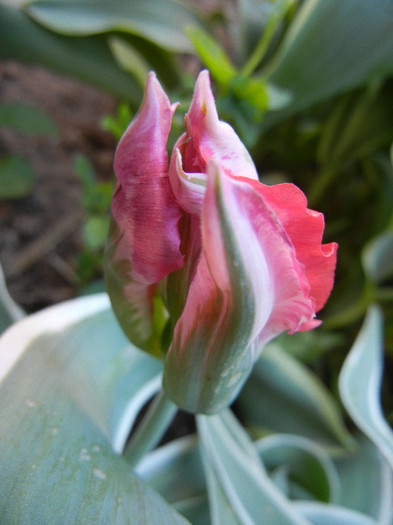 Tulipa Esperanto (2012, April 28)