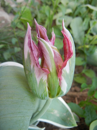 Tulipa Esperanto (2012, April 29)