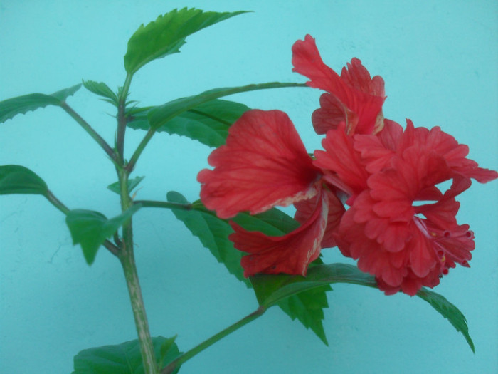 SDC17663 - HIBISCUS 2012