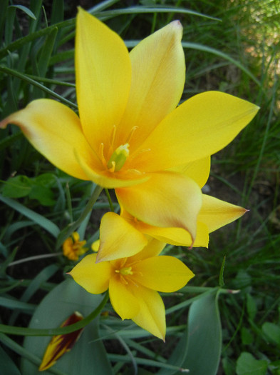 Tulipa clusiana Chrysantha ('12, May 01)